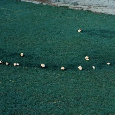 thumbnail for publication: Fairy Rings